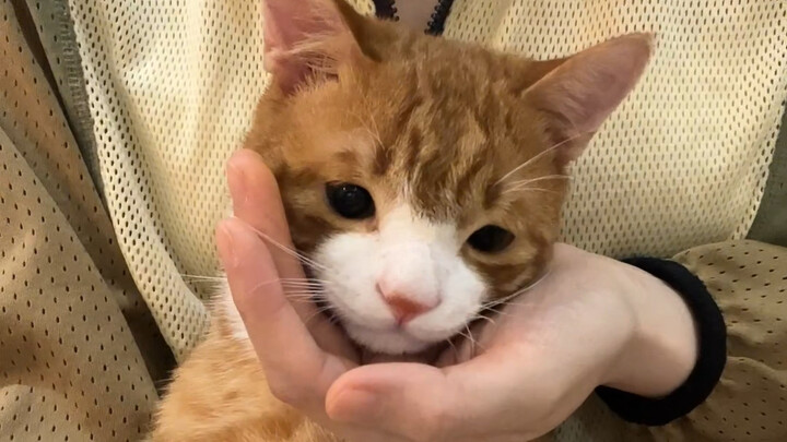 Toàn bộ quá trình chơi với mèo đồ chơi cho đến khi hết pin