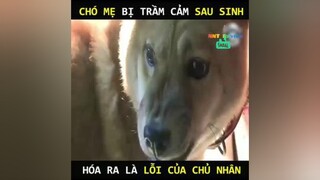 Sau sinh chó mẹ bị trầm cảm review nnt_review leanontiktok reviewphim VuDieuAnNgon