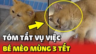 Tóm tắt vụ việc bé Mèo Golden bị 2 bé trai "BẠO HÀNH" mùng 3 Tết | Yêu Lu