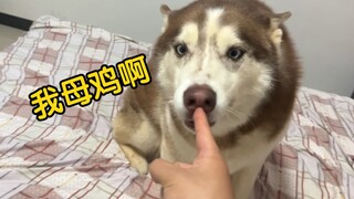 A silly puppy can't lie; guilt over doing something wrong is written all over its face!