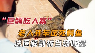 【神秘法医】老人开车压死鳄鱼，法医解剖鳄鱼尸体时被当场吓晕。