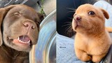 ลูกหมาน้อยน่ารัก วิดีโอ Pomeranian ที่ตลกและน่ารัก 2 - Cute VN