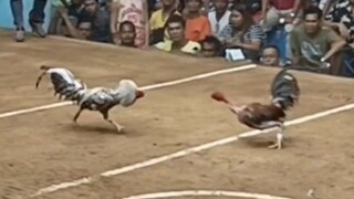 Cobra win San Mateo Arena 🐓