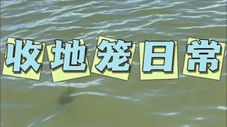 今天收地笼鱼货爆满了，锦鲤甲鱼多的装不下了！！#我的乡村生活 #农村生活 #户外 #这才是该有的农村生活 #沉浸式感受干农活