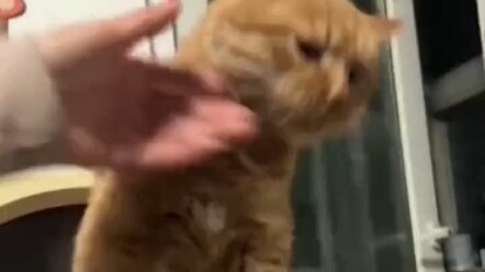 Di rumah habis persediaan makanan kucing, si kucing sampai kelaparan seharian, lalu tiba-tiba… menan