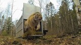 [Động vật] Giây phút thả hổ về rừng mới biết hổ uy mãnh đến thế nào