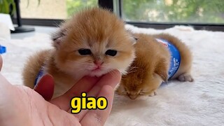 Khi quàng thượng trở thành mama | MYPET