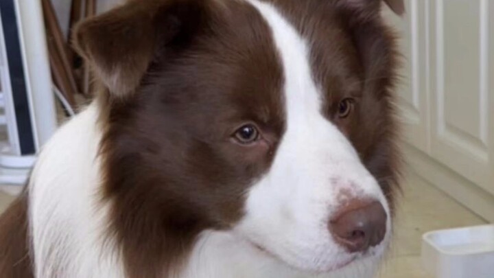 Will your dog mind sharing his food with you?