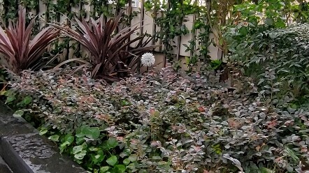 Dari jauh bunga ini terlihat cukup bagus, tapi dari dekat…