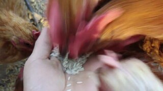 网友说把米放手上喂鸡很舒服！