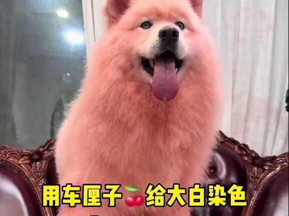 Dyeing a dog with cherries—no disaster!