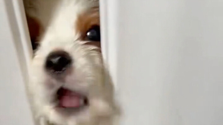 ลูกสุนัขที่ร้องหาแม่