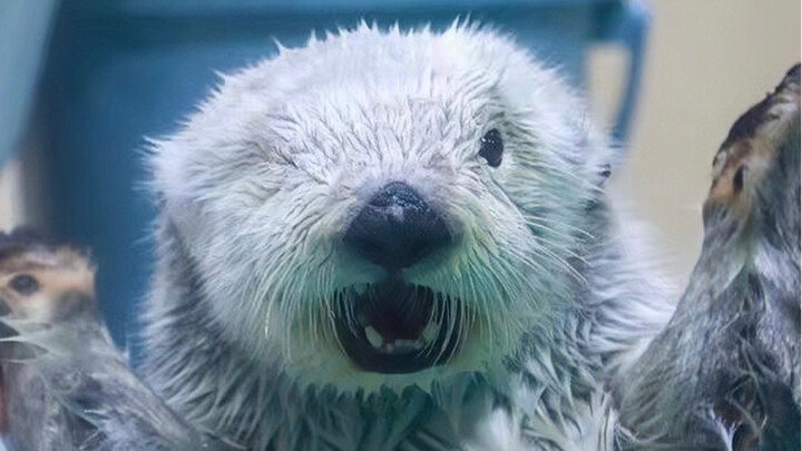 Mau-mauan menyerahkan mainannya, bantu-bantu merapikan barang, bahkan ngasih pijatan di punggung Aya