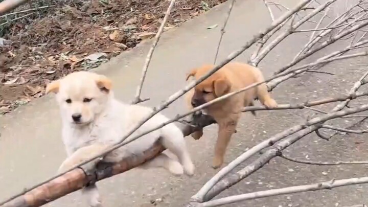 Anak anjing: Mana mungkin hidup itu sama saja dengan siapa pun juga