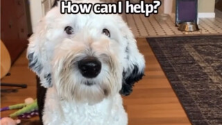 【บันนี่ สุนัขพูดได้】วิธีบอกแม่ว่าเพื่อนสนิทมาหาบันนี่เล่น!