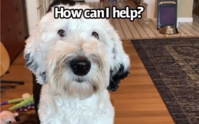 【الكلب الناطق بيني】 كيف تخبر أمك أن صديقك المفضل جاء ليلعب مع بيني!