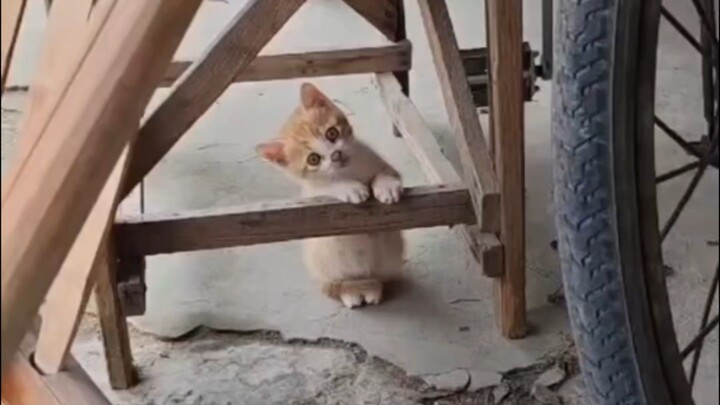 PENJAGA WARUNG VIRAL #cute #demikanimal #korveleon #hok