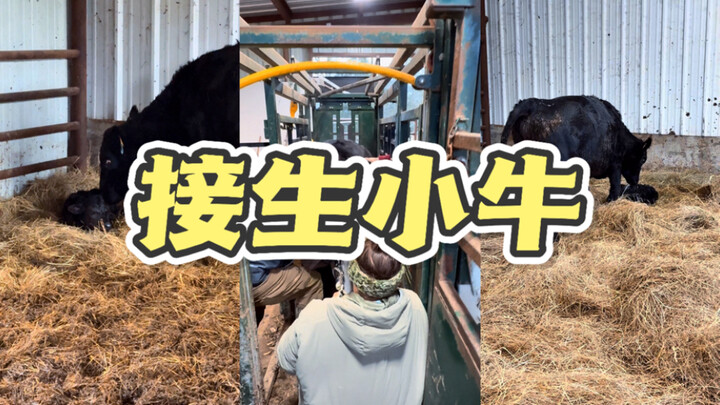 Satu klik untuk bantu si anak sapi lahir! Selamat ulang tahun 🎂