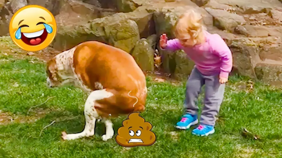 Videos De de - Perros Graciosos - Lindo bebé con perros chistosos #5 - Bilibili