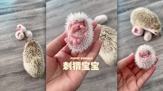 لعل البعض لم يرَ صغير القنفذ من قبل 🦔