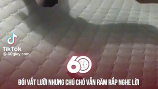 chú chó rất nghe lời chủ 😄😄😄