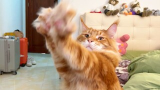 When I haven’t been home for seven days...the cat almost learned to wave its hands!