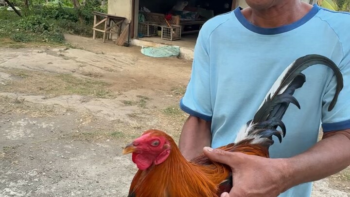 Unang butaw ng pure white jacket ng tatay 🐓