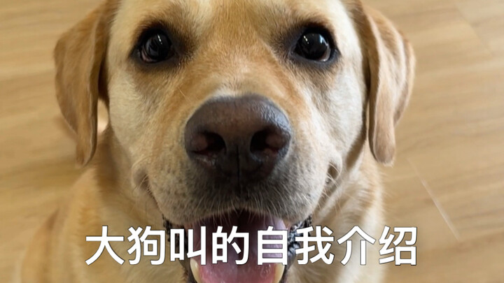 Xin chào, làm quen lại nha, mình là Đại Cẩu Gâu~