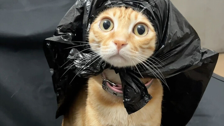 Đội mũ hoodie vào quả nhiên trông rất trung thành.