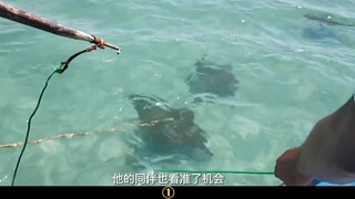 渔民出海捕捉魔鬼鱼，过程惊险又刺激，全村人差点吃大席#钓鱼人 #捕鱼人 #捕鱼技巧 #户外