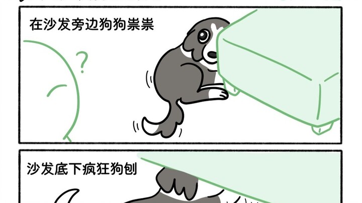 Dogs hide things everywhere.