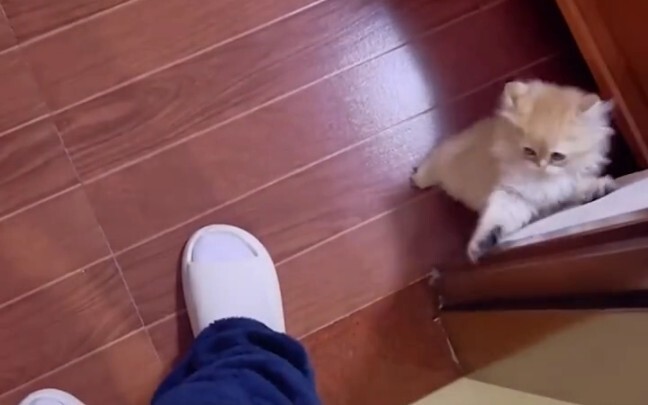 Xiu Mao may have a bit of cunning, but not much... #What evil intentions could a little kitten possi