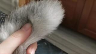 一根尾巴玩一天