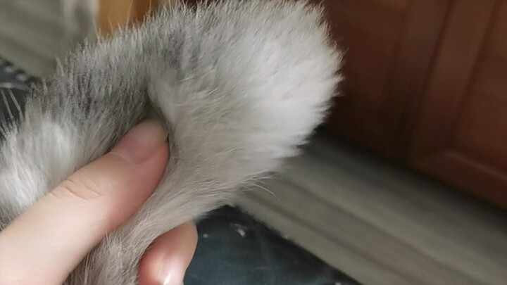一根尾巴玩一天
