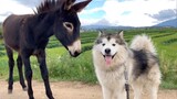 Momen lucu saat anjing alaskan bertemu dengan keledai
