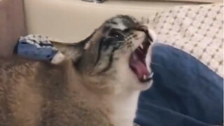 Meong~