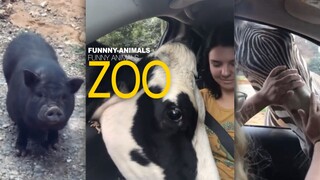 动物什么的都是好吃狗！！