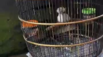 burung koleksi panji