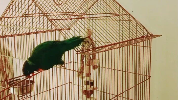 the bird can dance. whoah...
