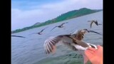 Flying Duck With speed Boat