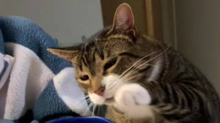 Can't help but laugh—why did my roommate suddenly hug the cat?🤣🤣🤣