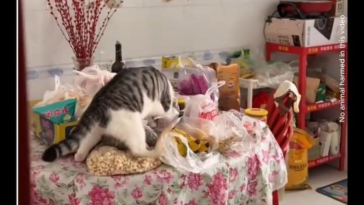 caught red handed