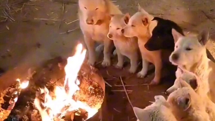 What bad intentions could a little dog possibly have? It just wants to warm itself by the fire.