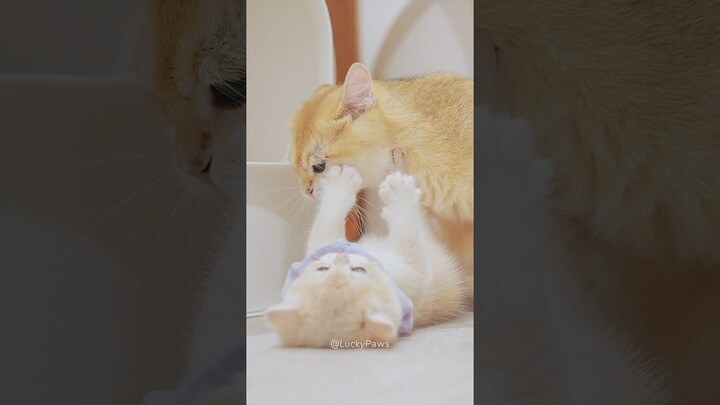 😂 Harsh Mom Cat Forcing Baby Cats to Groom - #cat #kitten #funny