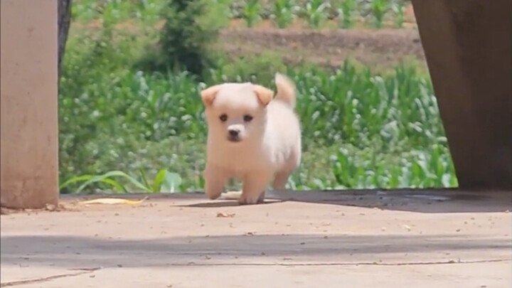 ลูกสุนัขในชนบทยามว่างหนึ่งวันชิลแค่ไหน?