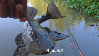 Crazy fish after rainstorm: You can catch them with empty hooks!