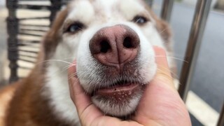 เจ้าหมาฮัสกี้โวยวายจะกินข้าว แต่กลับหันไปคุ้ยขยะกิน ช่างไม่น่าไว้ใจเสียจริง!