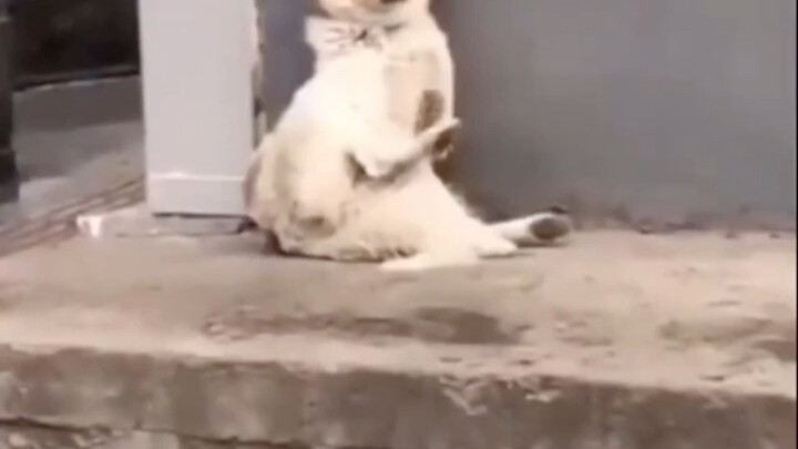 เมื่อมองแวบแรก เขาดูเหมือนสุนัขที่ปู่ของเขาเลี้ยงไว้