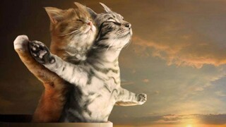 国外趣味视频集锦，看完觉得整个世界都是那么欢乐！#153