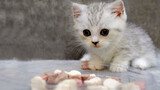 The first time for a one-month-old kitten eats meat!